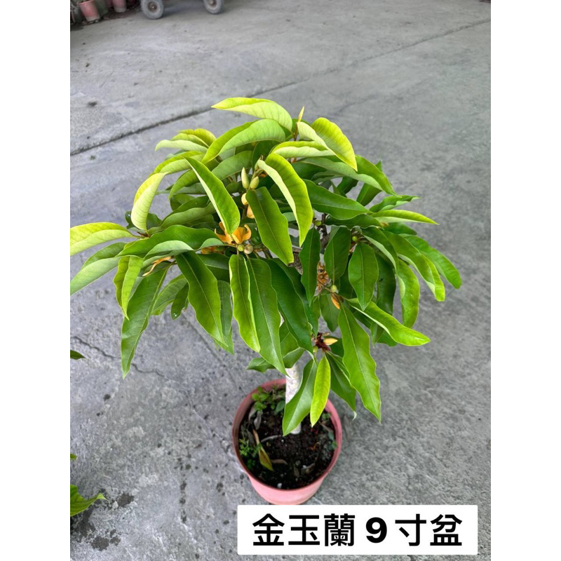★綠霖園藝★金玉蘭 開花中 8寸盆 觀賞植物/水果樹苗/新興果樹/果苗/嫁接/植物/盆栽