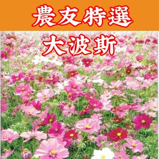 大波斯【農友種苗】農友種苗 大波斯 Cosmos(特選種子) 花卉種子 每包約500粒 保證新鮮種子