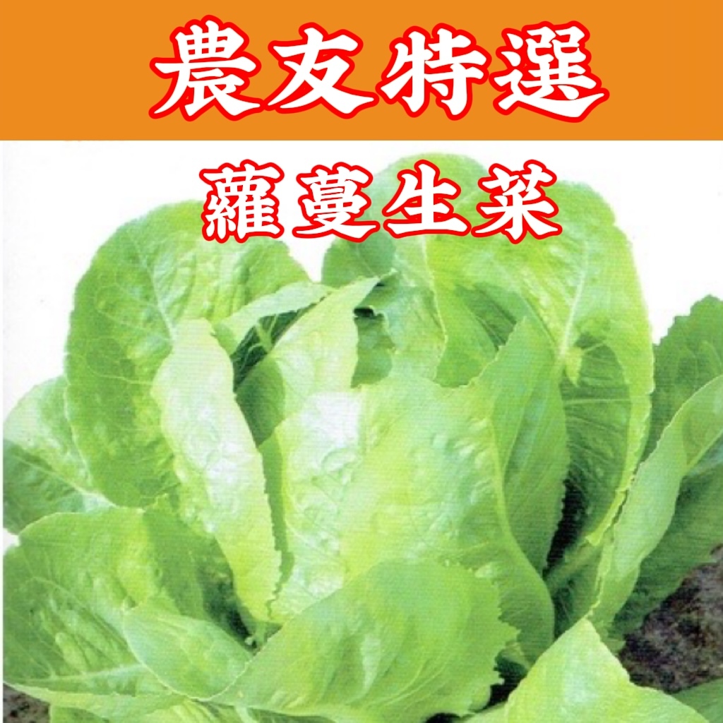 蘿蔓生菜【農友種苗】農友種苗 蘿蔓生菜(特選種子) 蔬菜種子  每包約4公克(g) 保證新鮮種子