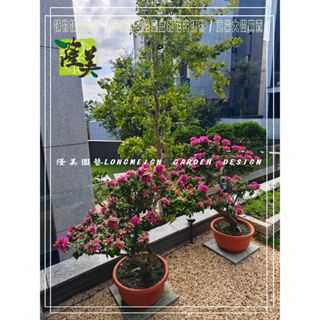 隆美園藝LONGMEIGN-樹的專賣店//中小型日本造型九重葛盆栽