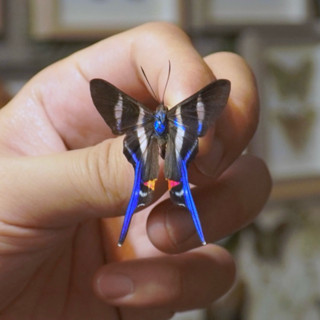 【現貨】🦋藍燕尾蝶🦋蝴蝶 昆蟲 模型 乾貨三角紙包裝 #非活體 #類模型 #藝術品