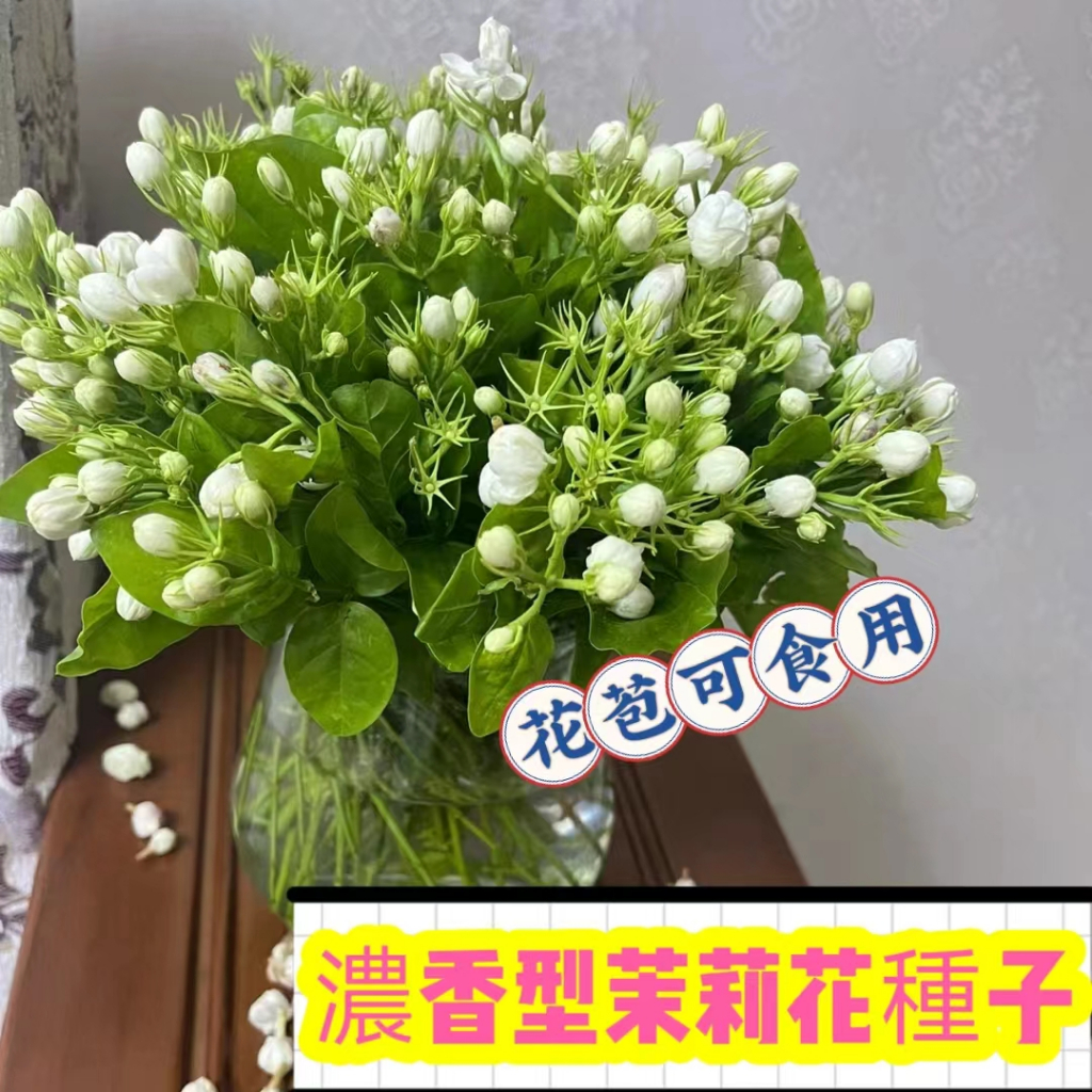 🍄限時下殺【熱銷濃香型 重瓣茉莉花種子】虎頭茉莉花種子 垂絲茉莉花種子 四季播種 新手易種 庭院陽台盆栽觀賞 可盆栽地栽