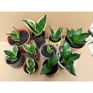 虎尾蘭 多肉植物 淨化空氣 納福氣