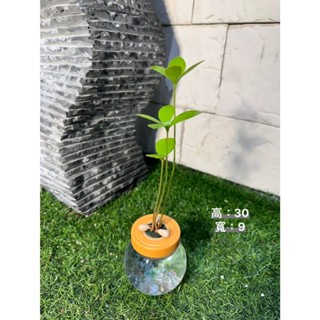 新芯晨花園/桃園三民店/幸運鐵樹/精品盆栽獨家通路