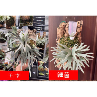 鹿角蕨｜玉女、細菌孢子苗｜盆種