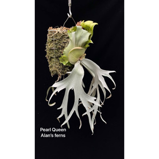 pearl queen珍珠皇后鹿角蕨