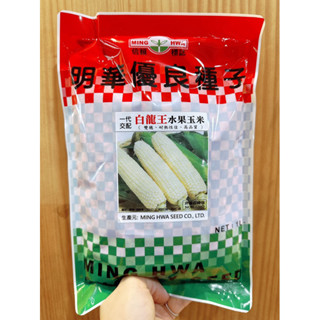 城禾農產🍃 白龍王玉米種子 40克 約360粒 甜玉米種子 白龍王種子 白水果玉米種子 水果玉米種子 白龍王水果玉米種子