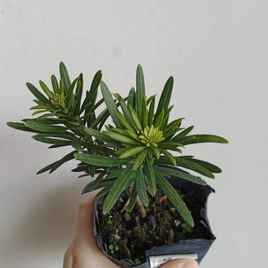 【埔茂花市】✦ 三吋 狂龍羅漢松 觀葉植物 新手友善