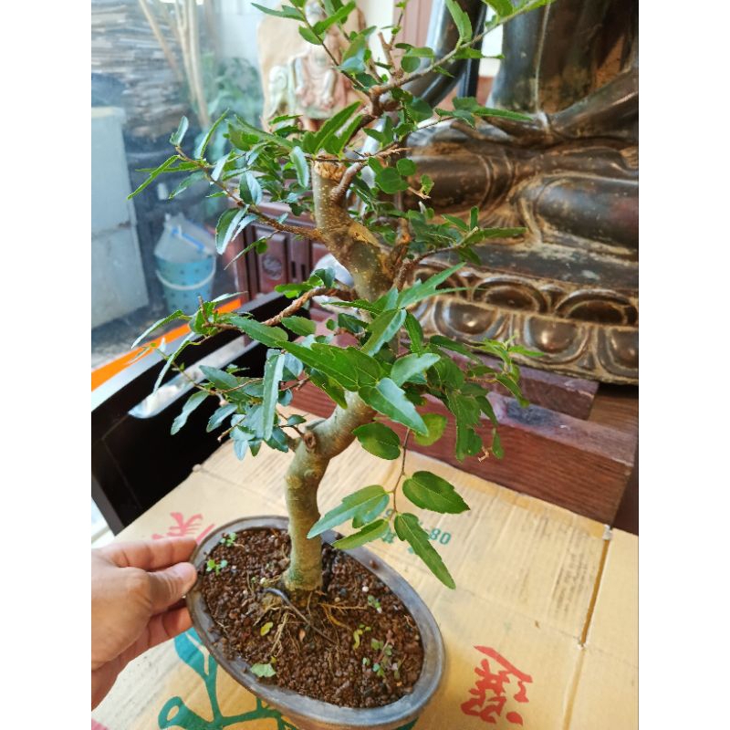 老粗頭造型漂亮竹葉石朴樹，造型小品盆栽2好種植喜歡半日照潮濕的環境冬天會全落葉便宜賣1200元超商取貨免運費