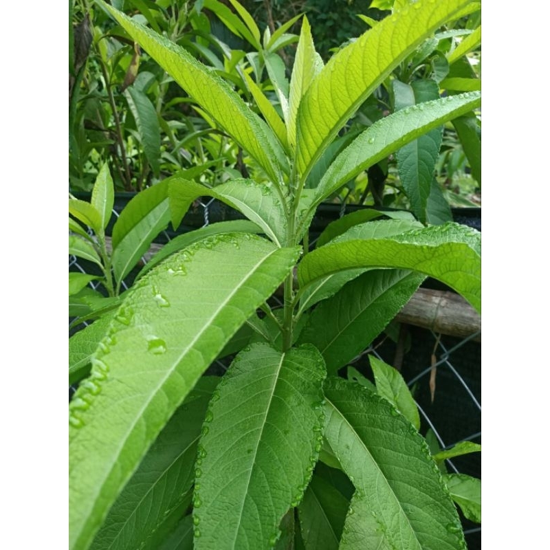 【咕咕園】大風草根生苗 穩根