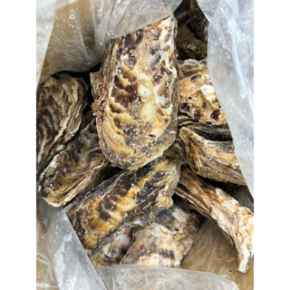 🐟日本（生食級）巨無霸生蠔｜購買多斤可聊聊