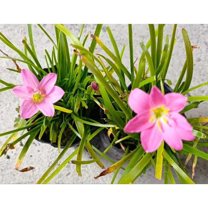 玫森 風雨蘭 蔥蘭 韮蘭 袋苗觀花植物