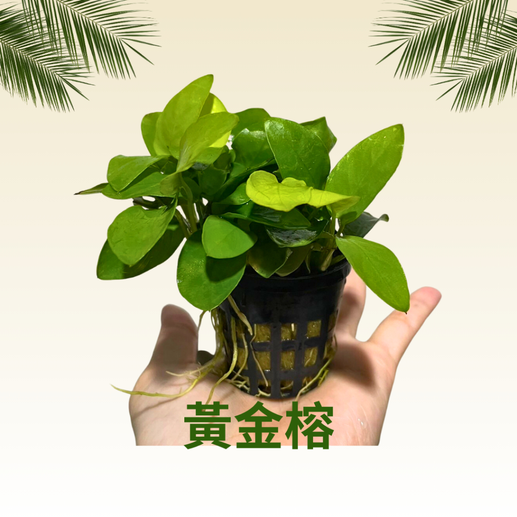 ⋘魚市⋙黃金榕 (盆) 小榕 迷你黃金榕 陰性草 不需CO2 迷你榕 水草 好飼養 榕 鬥魚缸 微景觀