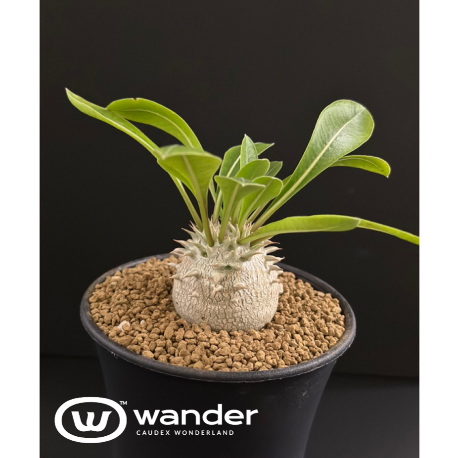 Wander X 惠比須笑大黑/3公分以上實生/穩根/塊根植物/多肉植物