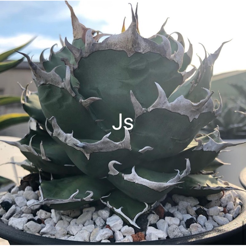 多肉植物 龍舌蘭 agave 《JS龍虎園》皮卡丘嚴龍