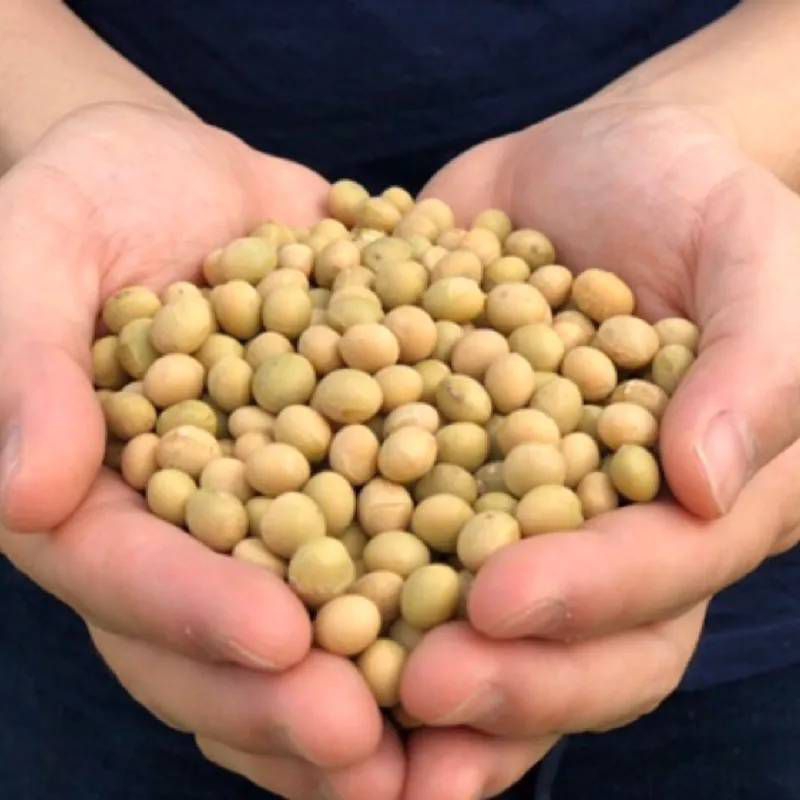 非基因改造黃豆 1斤只要60元