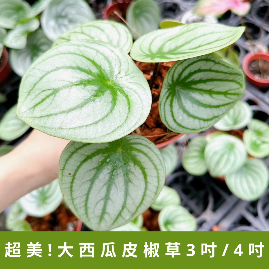 【双森道🌱】超美品質優健康！大西瓜皮椒草3吋/4吋｜苔球材料包 (擺飾/室內/新居/風水/招財/事業/開運)