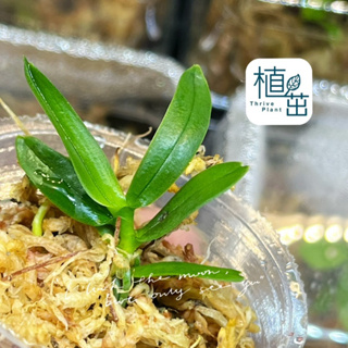 植茁🌿現貨 台灣香蘭 迷你蘭花 微景觀 半水景生態缸