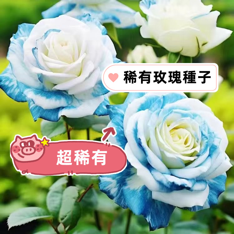 七彩玫瑰花種子（學名Rosa rugosa Thunb） 名貴稀有玫瑰花種子 陽臺盆栽 四季播種 觀賞花卉種子