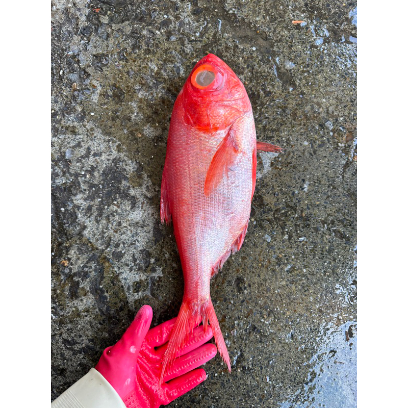 「現」藍海鮮漁-大溪漁港每日現撈「紅飛刀 紅皮刀 金目鯛」
