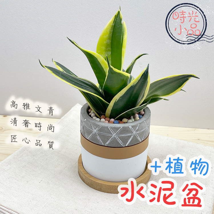 【時光小品】白雪福祿桐 幸運樹 金邊虎尾蘭【現貨】土耕盆栽 白底水泥盆 造型盆栽 觀葉植物 室內植物 室內盆栽 水泥花盆