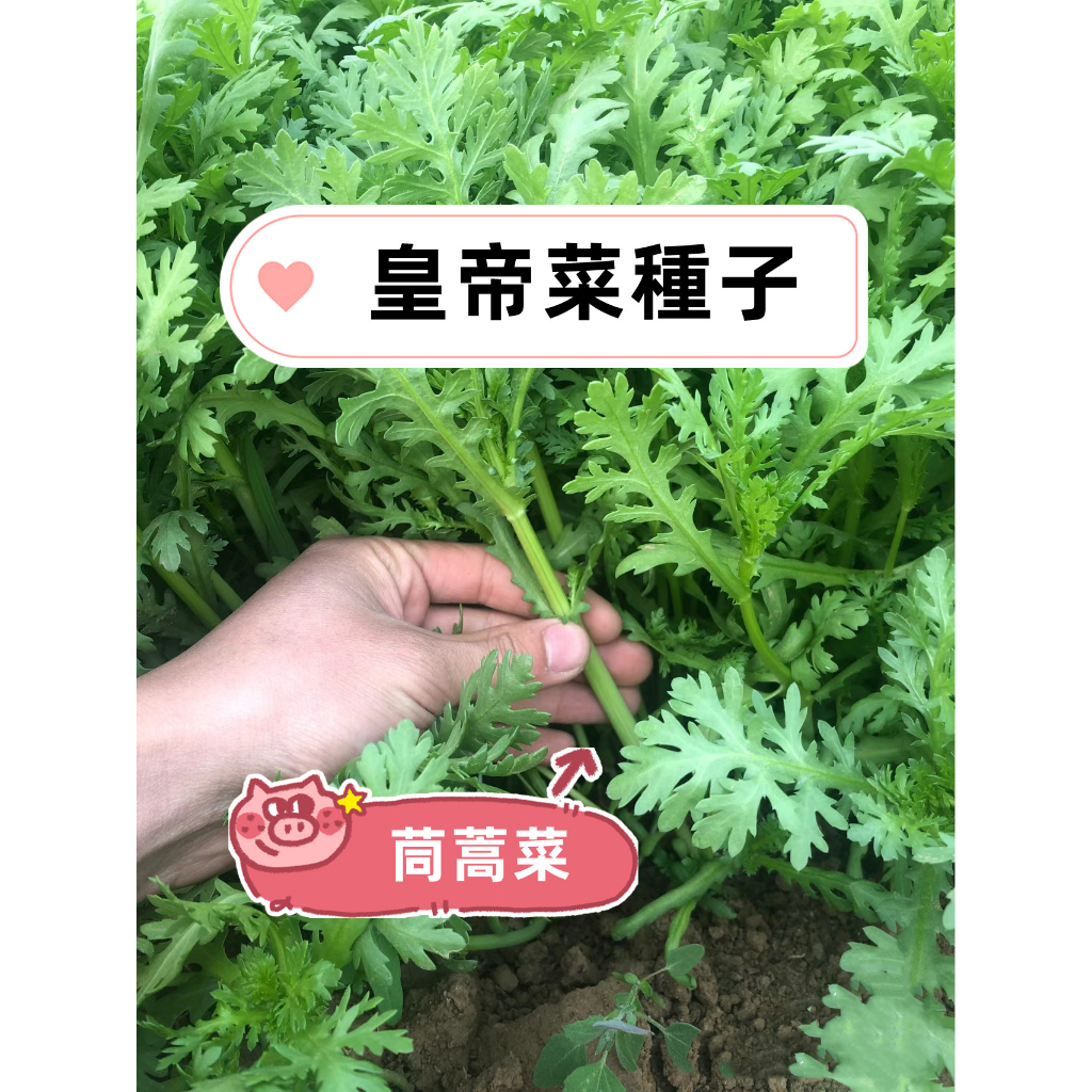 【茼蒿菜種子】Chrysanthemum皇帝菜蓬蒿菊花菜鵝菜種籽四季播種盆栽陽臺耐寒高產農家 庭院菜園高產種植