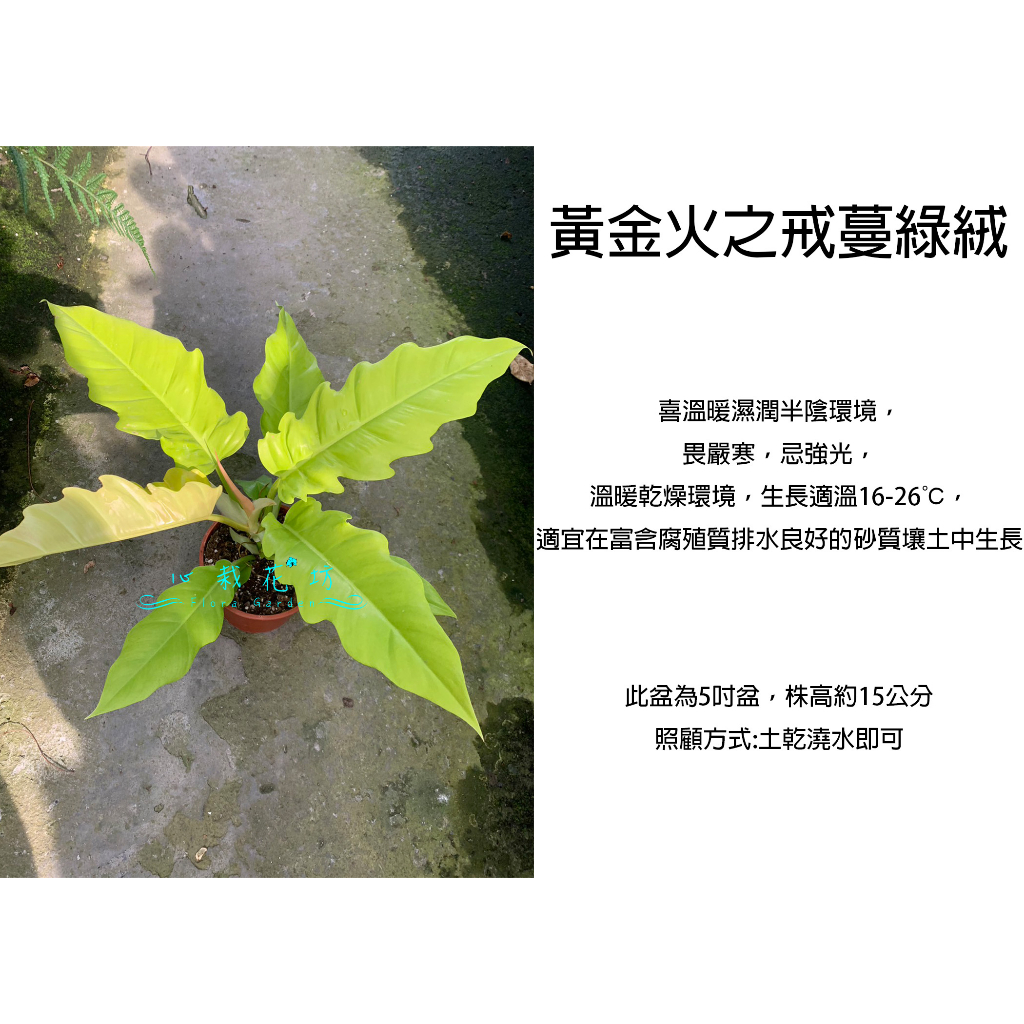 心栽花坊-黃金火之戒蔓綠絨/蔓綠絨/5吋/綠化植物/室內植物/觀葉植物/售價300特價240