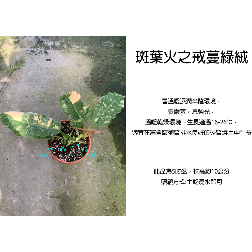 心栽花坊-斑葉火之戒蔓綠絨/蔓綠絨/5吋/綠化植物/室內植物/觀葉植物/售價360特價300