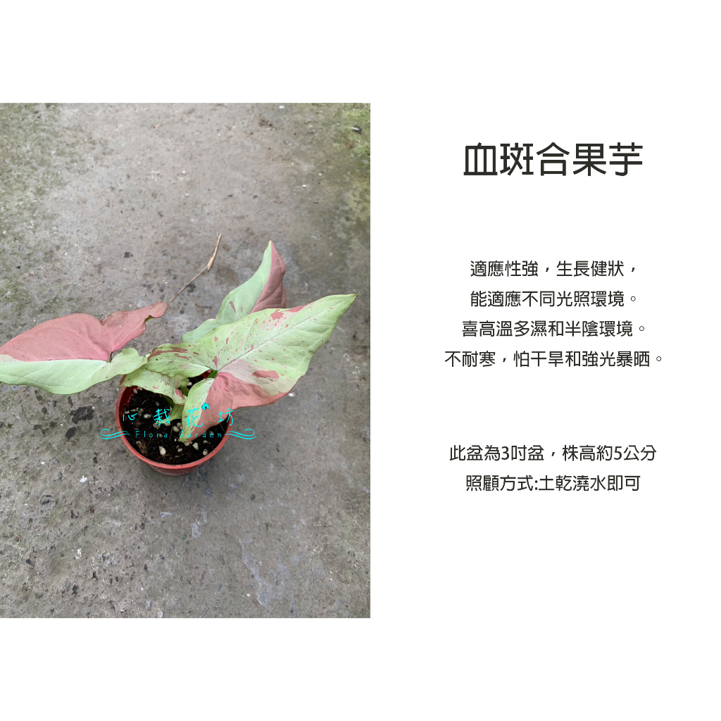 心栽花坊-血斑合果芋/粉斑合果芋/3吋/podophyllum pink/觀葉植物/室內植物/售價80特價70