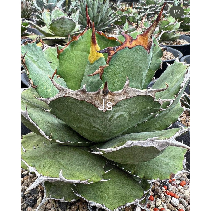 《JS龍虎園》多肉植物 龍舌蘭 agave《陽光35號嚴龍》