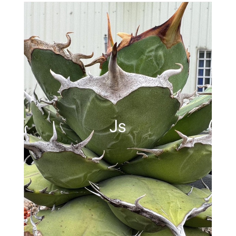 《JS龍虎園》多肉植物 龍舌蘭 agave《025嚴龍》