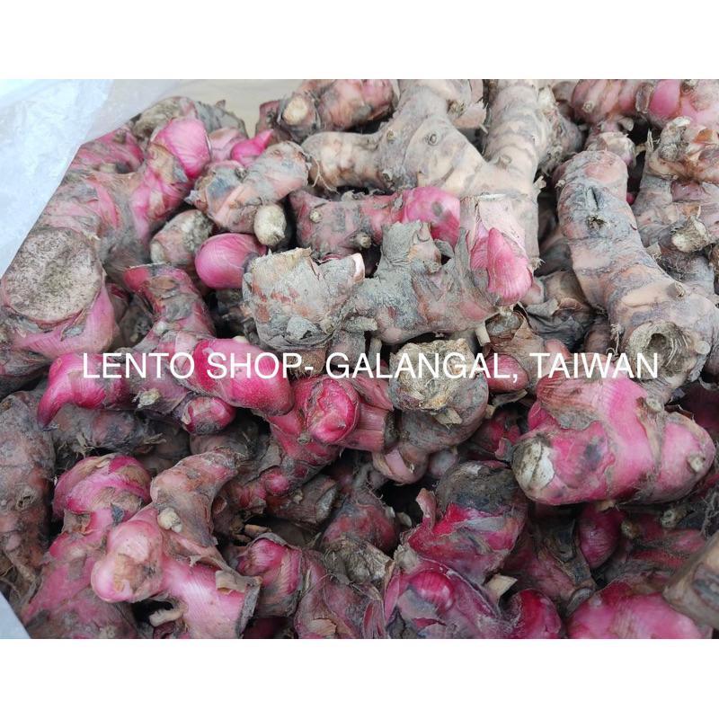 LENTO SHOP - 新鮮現採  紅南薑 南薑 Galangal 1斤 出貨地: 台南