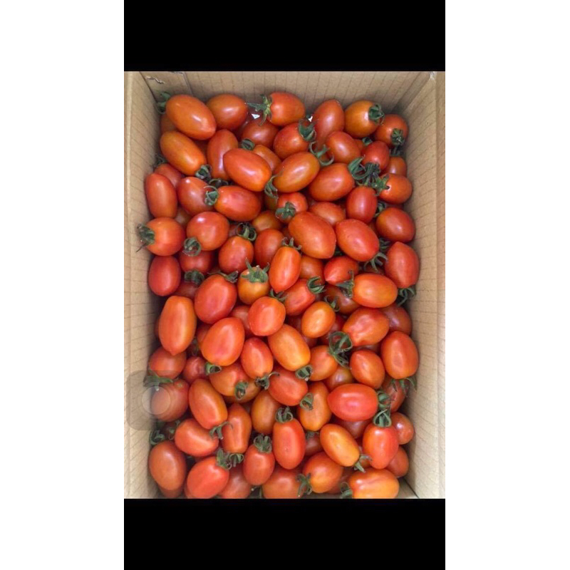 小番茄 一箱18-20台斤