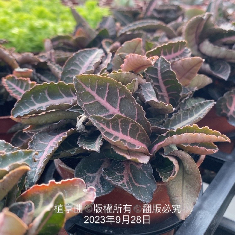 植享曲  多肉植物  彩葉麒麟