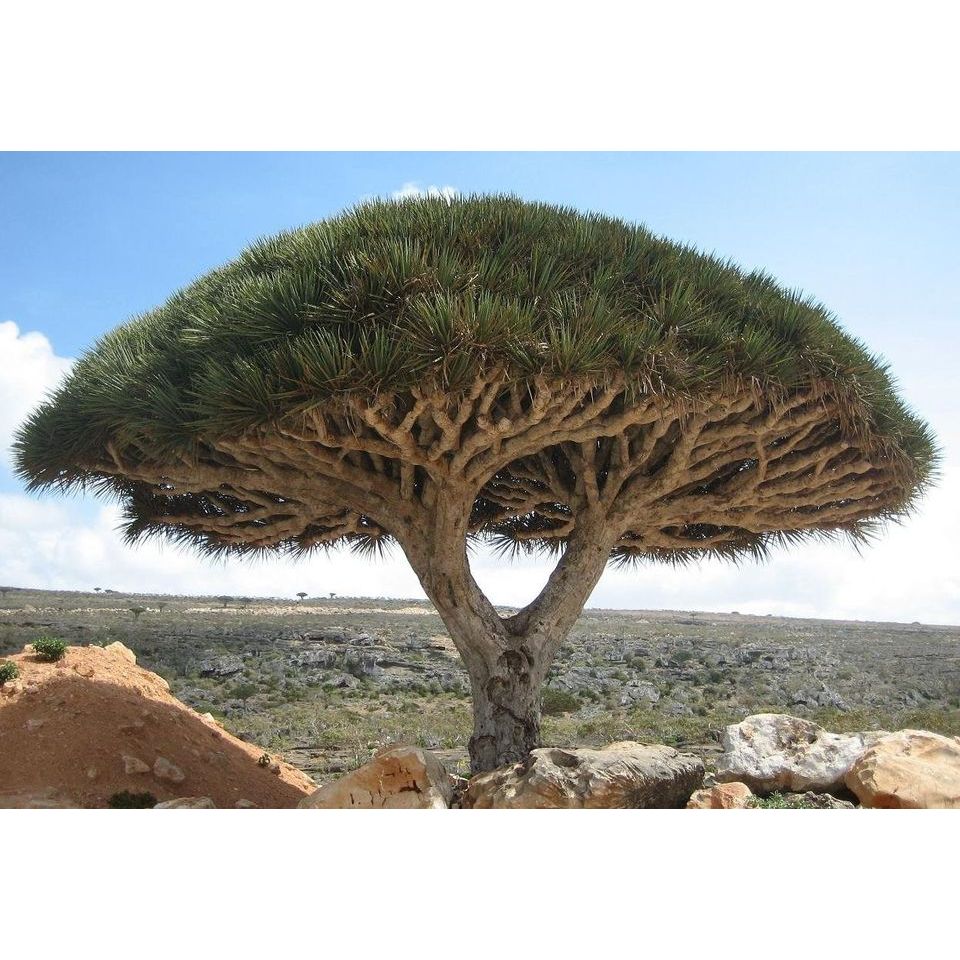 【塊根英雄】索科特拉龍血樹種子/Dracaena cinnabari/龍舌蘭科/有著來自外星奇幻樣貌的景觀植物