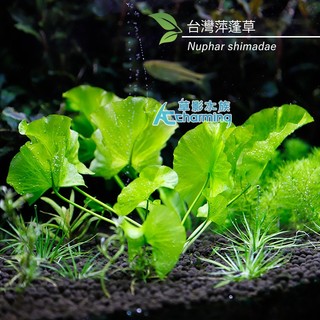 【AC草影】臺灣萍蓬草【一株】睡蓮 耐熱 不需要CO2 主景草 臺灣原生水草 水生植物 水草造景 綠水草 真水草