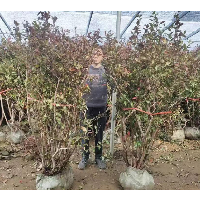 大樹果形藍莓樹苗 盆栽地栽種植 多款藍莓樹苗 陽臺庭院種植均可 當年結果 實地嫁接樹苗