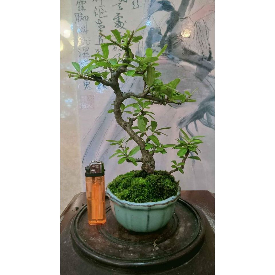 112G-藏家釋出收藏級「狀元紅」迷你品豆盆盆栽（10幾年樹齡老樹頭）
