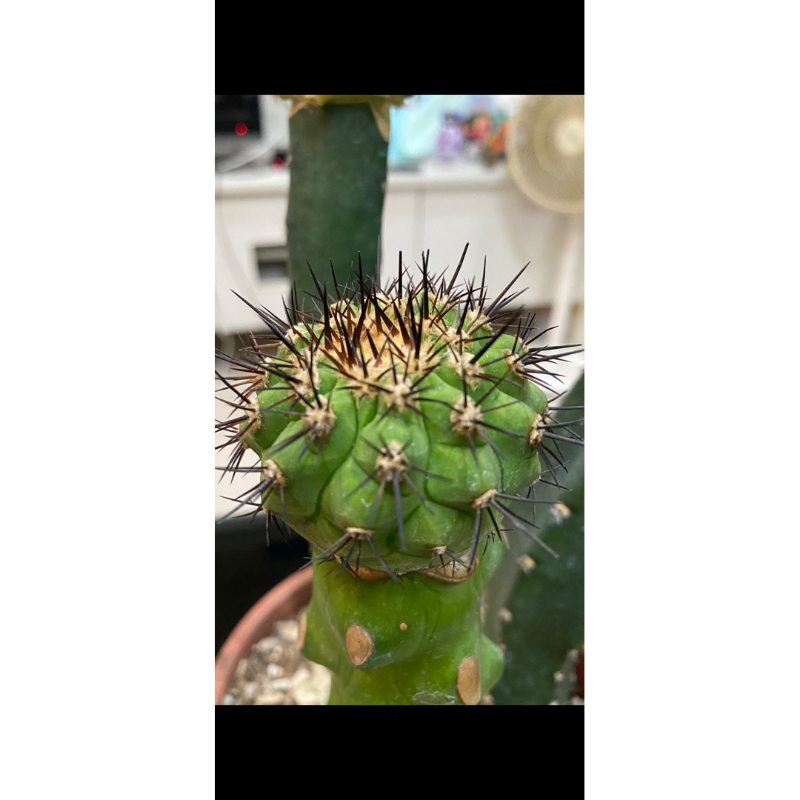 孤龍丸-黑強刺 5cm嫁接品仙人掌