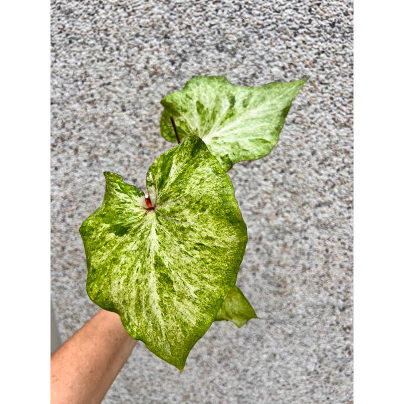 《天棠地芋》泰彩 彩葉芋 Caladium 47 泰國彩葉芋 一物一拍