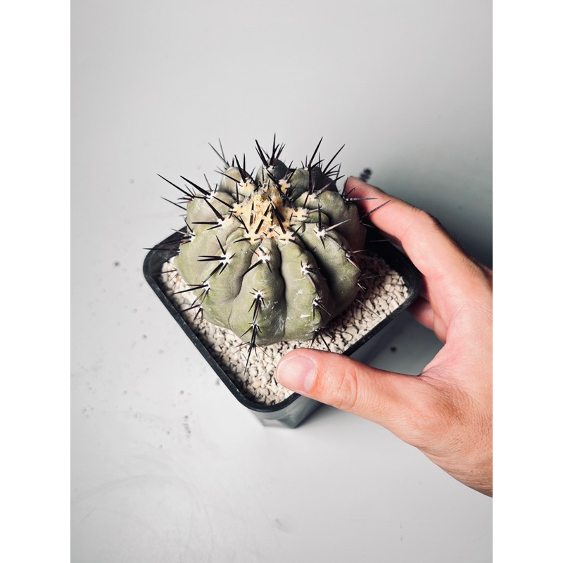 黑王丸｜Copiapoa cinerea｜仙人掌｜奇花玉樹