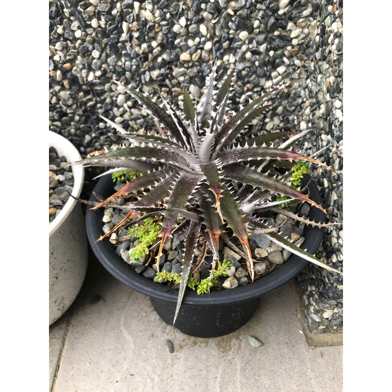 沙漠鳳梨 Dyckia 銀葉沙漠鳳梨