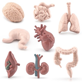 台灣現貨 內臟鑰匙圈 心臟鑰匙圈內臟吊飾 器官吊飾 器官吊飾 假心臟 假內臟 人體器官 器官模型 大腦模型 醫學教材