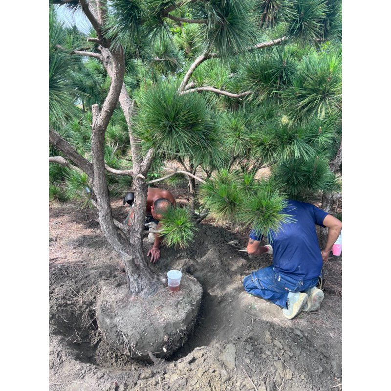 黑松樹(初步整形、健康漂亮，15年以上植株)