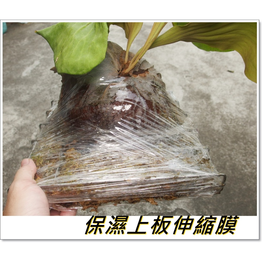 (柯比植物)保濕上板伸縮膜 上板 神器  嫁接膜 PE膜 工業用保鮮膜 鹿角蕨