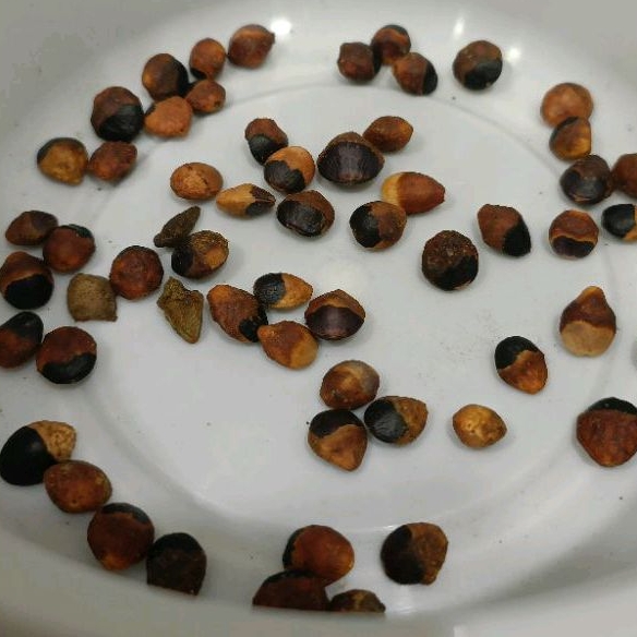 紅皮/奧比克沒藥(Commiphora orbicularis)種子 10粒裝-50粒裝