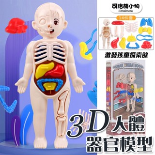 【臺灣現貨|外銷版】3D人體器官模型 身體科普玩具 人體器官模型玩具 醫生玩具 人體構造 人體器官 兒童 可洛萌