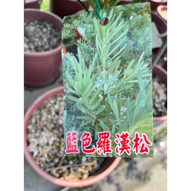 ★綠霖園藝★藍色羅漢松 嫁接苗 6寸盆 觀賞植物/水果樹苗/新興果樹/果苗/嫁接/植物/盆栽