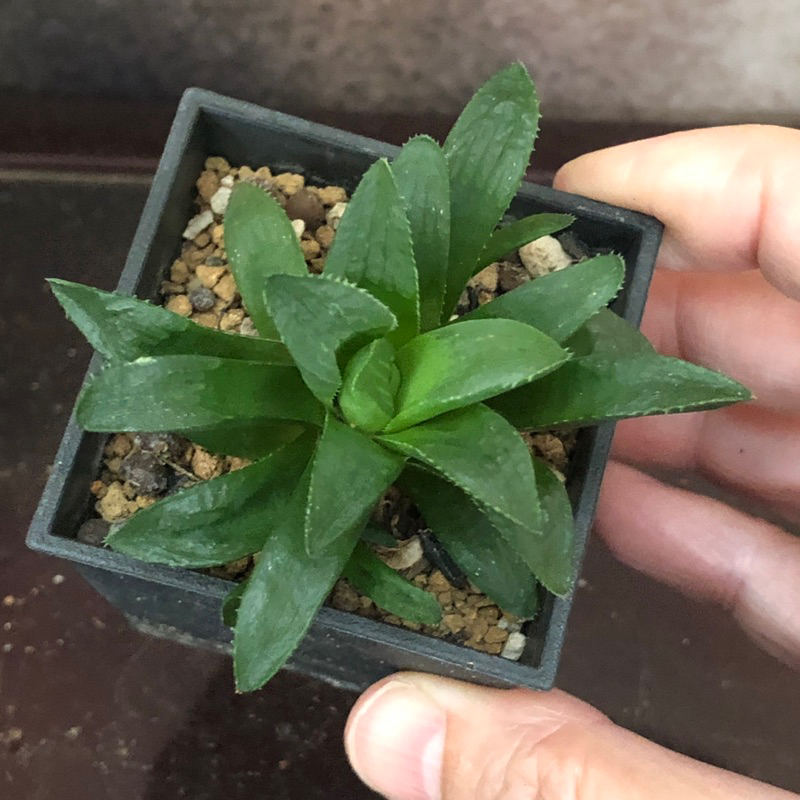 K3 壽 熊多肉植物10.29