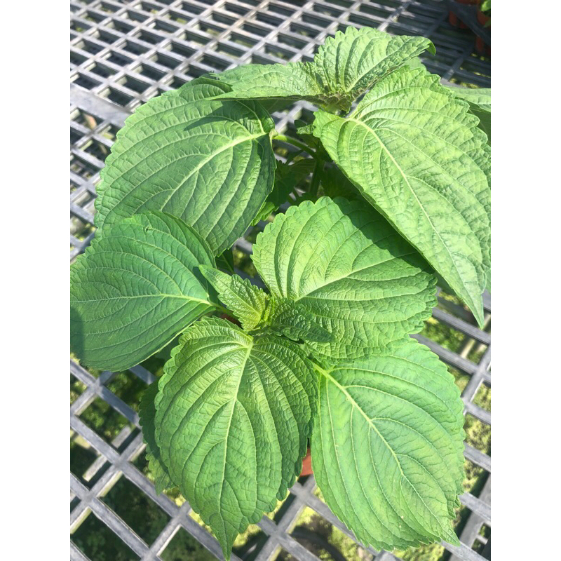 韓國  芝麻葉 ｜5吋～食用香草料理植物⋯
